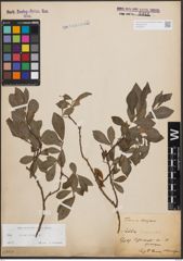 Foto von Salix cinerea L.